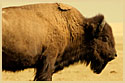 Bison Steaks