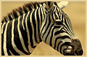 Zebra Steaks