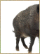 Wildschweinfleisch