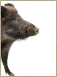 Wildschwein